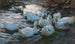 Onze Enten im Wasser - Alexander Koester — Ansicht des Kunstwerks