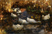 Enten am Teichufer - Alexander Koester — Ansicht des Kunstwerks
