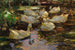 Enten im Wasser ohne Sonne - Alexander Koester — Ansicht des Kunstwerks