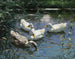 Quatre canards dans l'étang - Alexander Koester — Ansicht des Kunstwerks