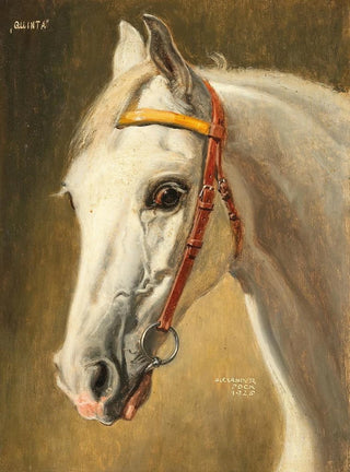 Alexander Pock - Pferdeportrait Quinta.webp
