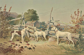 Alexander Pope Jr - Three standing white dogs with cropped ears one with liver spots.webp