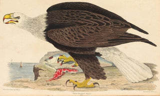 Alexander Wilson - Whiteheaded Eagle.webp