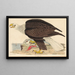 Weißkopfseeadler - Alexander Wilson — gerahmtes Bild an der Wand