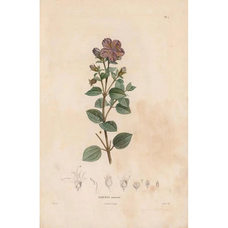 Alexander von Humboldt - Botanique Pl01.webp