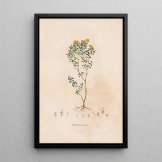 Alexander von Humboldt - Botanique Pl02.webp