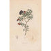 Reproduktion des Gemäldes Botanisches Gemälde Pl05 - Alexander von Humboldt