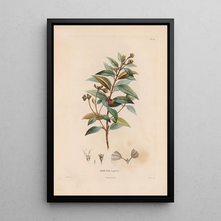 Alexander von Humboldt - Botanique Pl14.webp