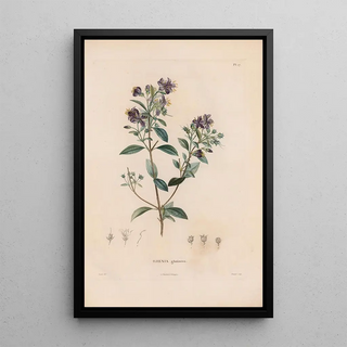 Alexander von Humboldt - Botanique Pl16.webp