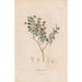 Botanisches Gemälde Pl17 - Alexander von Humboldt — Ansicht des Kunstwerks