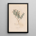 Botanisches Gemälde Pl17 - Alexander von Humboldt — gerahmtes Bild an der Wand