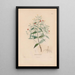 Reproduktion des Gemäldes Botanisches Gemälde Pl21 - Alexander von Humboldt