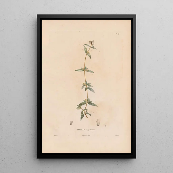 Alexander von Humboldt - Botanique Pl23.webp