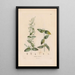 Botanisches Gemälde Pl25 - Alexander von Humboldt — gerahmtes Bild an der Wand