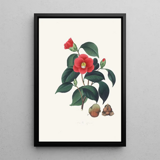 Alfred Chandler - Illustrations and descriptions of the plants which compose the natural order Camellieae Pl01.webp