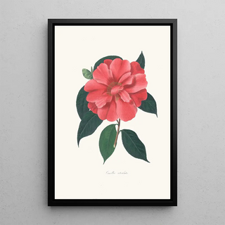 Alfred Chandler - Illustrations and descriptions of the plants which compose the natural order Camellieae Pl04.webp