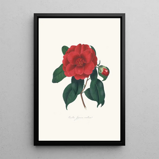 Alfred Chandler - Illustrations and descriptions of the plants which compose the natural order Camellieae Pl10.webp