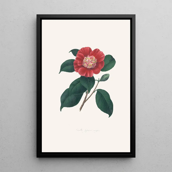 Illustrationen und Beschreibungen der Pflanzen, die die natürliche Ordnung der Camellieae bilden Pl31 - Alfred Chandler
