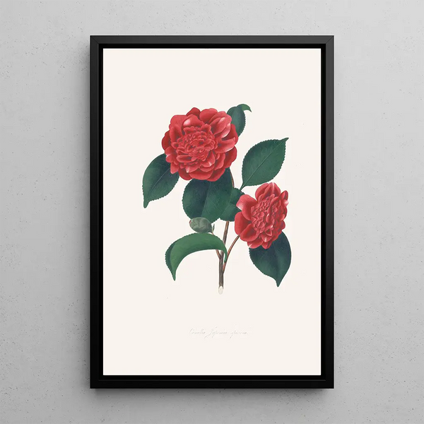 Illustrationen und Beschreibungen der Pflanzen, die die natürliche Ordnung der Camellieae bilden Pl32 - Alfred Chandler