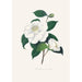Illustrationen und Beschreibungen der Pflanzen, die die natürliche Ordnung der Camellieae bilden Pl33 - Alfred Chandler — Ansicht des Kunstwerks