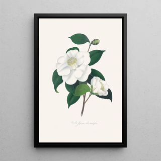 Alfred Chandler - Illustrations and descriptions of the plants which compose the natural order Camellieae Pl33.webp