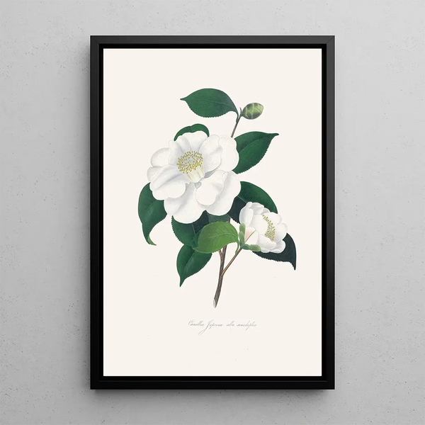 Illustrationen und Beschreibungen der Pflanzen, die die natürliche Ordnung der Camellieae bilden Pl33 - Alfred Chandler — gerahmtes Bild an der Wand