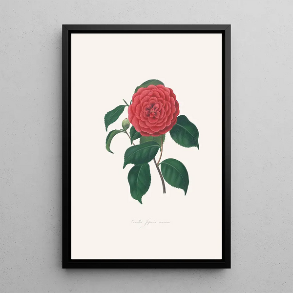 Illustrationen und Beschreibungen der Pflanzen, die die natürliche Ordnung der Camellieae bilden Pl34 - Alfred Chandler