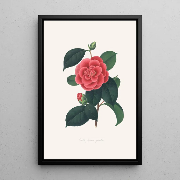 Illustrationen und Beschreibungen der Pflanzen, die die natürliche Ordnung der Camellieae bilden Pl35 - Alfred Chandler