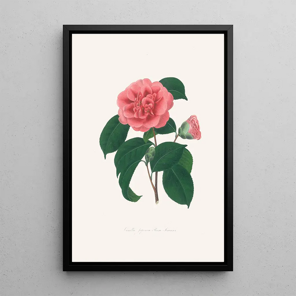 Illustrationen und Beschreibungen der Pflanzen, die die natürliche Ordnung der Camellieae ausmachen Pl36 - Alfred Chandler