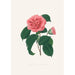 Illustrationen und Beschreibungen der Pflanzen, die die natürliche Ordnung der Camellieae ausmachen Pl36 - Alfred Chandler