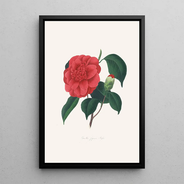 Illustrationen und Beschreibungen der Pflanzen, die die natürliche Ordnung der Camellieae bilden Pl37 - Alfred Chandler