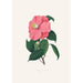 Illustrationen und Beschreibungen der Pflanzen, die die natürliche Ordnung der Camellieae bilden Pl38 - Alfred Chandler — Ansicht des Kunstwerks