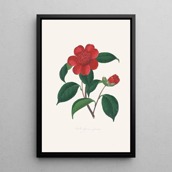 Illustrationen und Beschreibungen der Pflanzen, die die natürliche Ordnung der Camellieae ausmachen Pl39 - Alfred Chandler — gerahmtes Bild an der Wand
