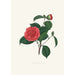Illustrationen und Beschreibungen der Pflanzen, die die natürliche Ordnung Camellieae bilden Pl40 - Alfred Chandler — Ansicht des Kunstwerks