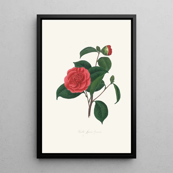Illustrationen und Beschreibungen der Pflanzen, die die natürliche Ordnung Camellieae bilden Pl40 - Alfred Chandler — gerahmtes Bild an der Wand