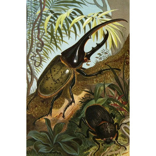 Alfred Edmund Brehm - Die Insekten Tausendfussler und Spinnen Pl 06.webp