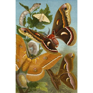 Alfred Edmund Brehm - Die Insekten Tausendfussler und Spinnen Pl 11.webp