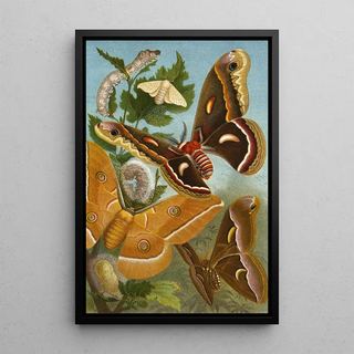 Alfred Edmund Brehm - Die Insekten Tausendfussler und Spinnen Pl 11.webp