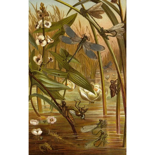 Alfred Edmund Brehm - Die Insekten Tausendfussler und Spinnen Pl 15.webp
