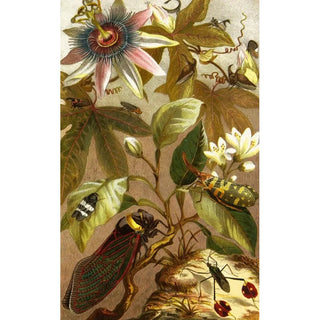 Alfred Edmund Brehm - Die Insekten Tausendfussler und Spinnen Pl 19.webp