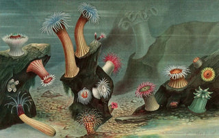 Alfred Frdol - Anmones de mer.webp