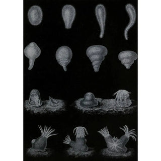 Alfred Frdol - Dveloppement du Corail.webp