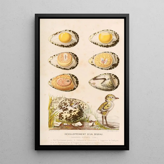 Alfred Frdol - Dveloppement dun oiseau.webp