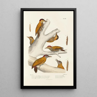 Alfred Malherbe - Monographie des picides pl01.webp