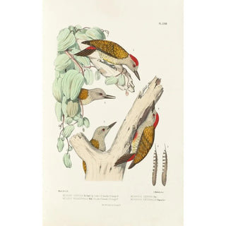 Alfred Malherbe - Monographie des picides pl02.webp