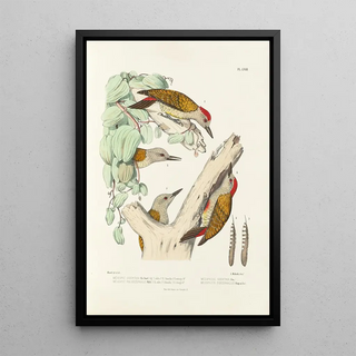 Alfred Malherbe - Monographie des picides pl02.webp