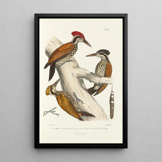 Alfred Malherbe - Monographie des picides pl04.webp