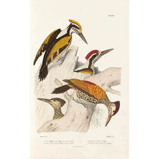 Alfred Malherbe - Monographie des picides pl05.webp