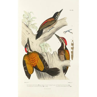 Alfred Malherbe - Monographie des picides pl09.webp