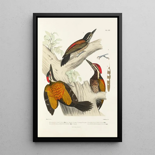 Alfred Malherbe - Monographie des picides pl09.webp
